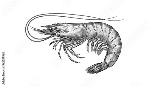 Detailed black and white drawing of a shrimp with intricate linework