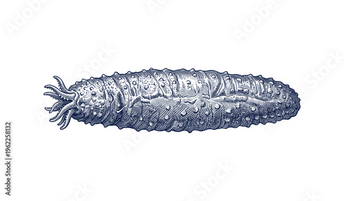 Detailed engraving of a sea cucumber with intricate textures on white background