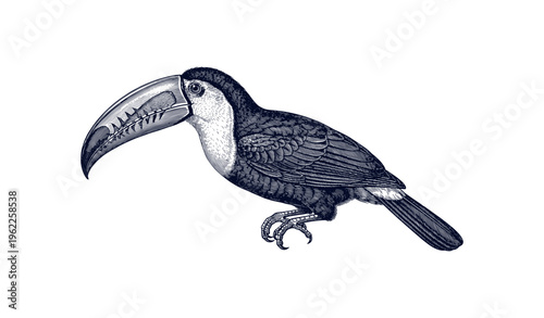 Detailed monochrome illustration of a toucan with prominent beak and feathers