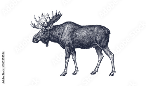 Hand-drawn moose illustration in vintage style with detailed antlers