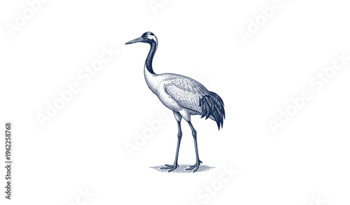 Elegant crane illustration with detailed feathers on white background