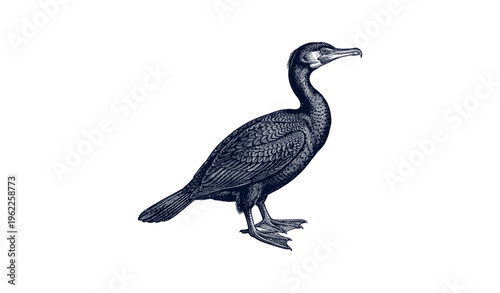 Detailed illustration of a cormorant bird in profile on white background
