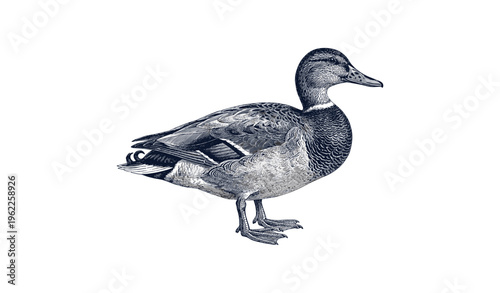 Detailed etching of a duck standing on white background