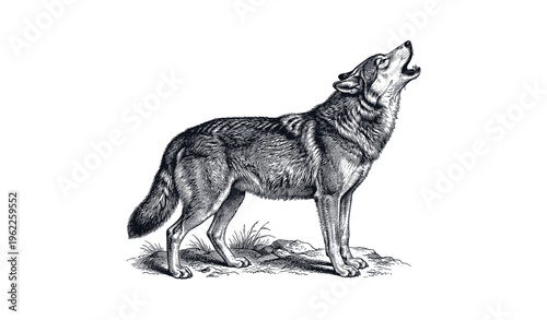 Detailed black and white illustration of a howling wolf in nature