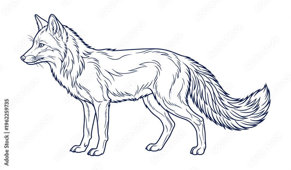 Obraz premium Intricate line drawing of a standing wolf with detailed fur illustration