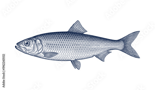 Detailed illustration of blue herring fish with scales and fins on white background