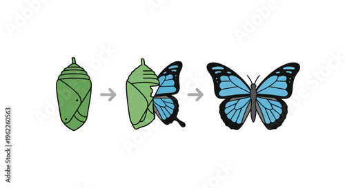 Butterfly metamorphosis depiction showing stages of transformation and development in a simple