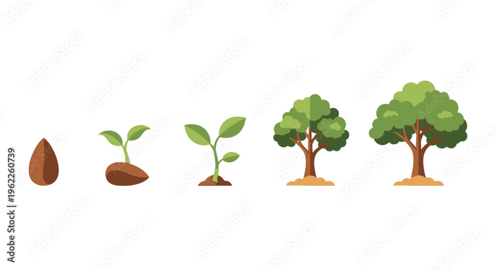 Fototapeta premium Illustration of a Tree's Life Cycle, Growth Stages from Seed to Mature Tree on White