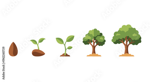 Illustration of a Tree's Life Cycle, Growth Stages from Seed to Mature Tree on White