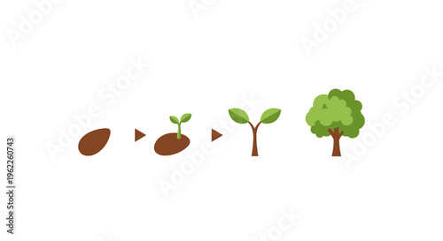 Illustration depicting the growth cycle of a tree from seed to maturity on a white background