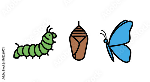 Illustration of a butterfly's life cycle featuring caterpillar, pupa, and butterfly stages