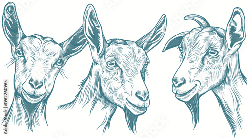 Artistic depiction of three goat heads in a line, with detailed illustration and textured design on white