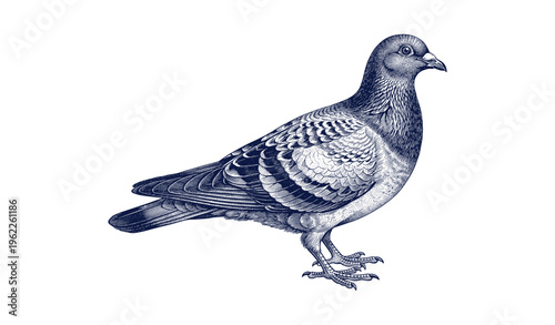 Detailed illustration of a pigeon with intricate feather patterns