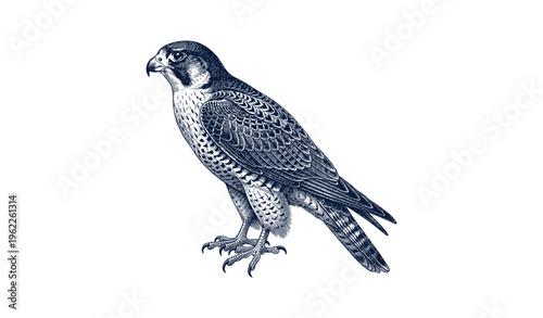 Detailed illustration of a peregrine falcon with intricate feather patterns