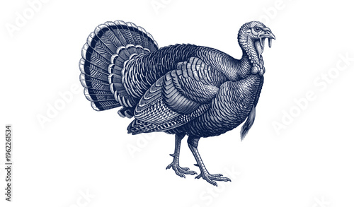 Detailed engraving of a turkey with intricate feather patterns