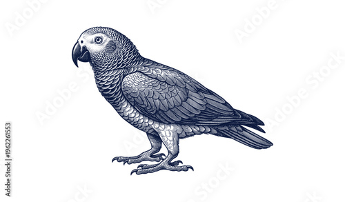 Detailed vintage illustration of african grey parrot on white background