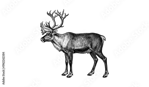 Vintage engraving of a majestic reindeer with antlers on white background