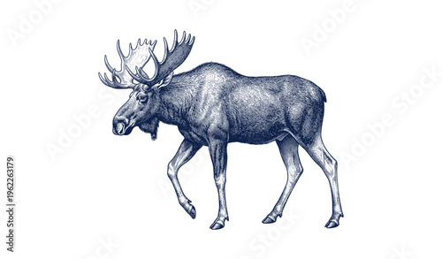 Detailed vintage illustration of a majestic moose in profile view