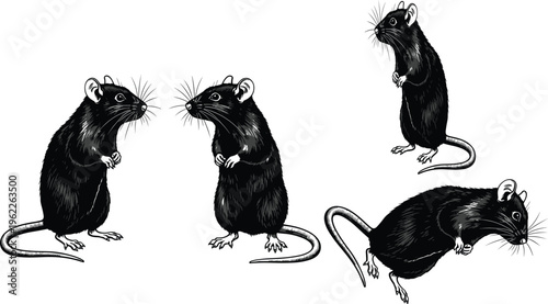 Rat silhouette vector, realistic rodent drawing, animal biology illustration, scientific study art, wildlife pest design, detailed rat flat vector