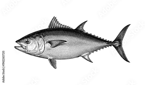 Vintage black and white illustration of tuna fish with detailed fin and scale features