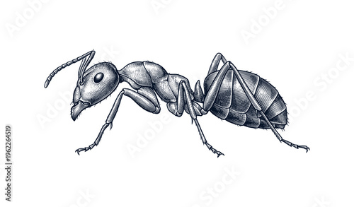Detailed vintage engraving of an ant in side profile against white background