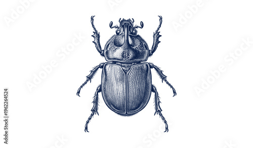 Detailed vintage beetle engraving art on white background
