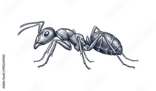 Intricate black and white illustration of a detailed ant on a plain white background