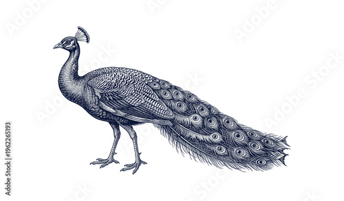 Elegant peacock illustration in intricate line art style with detailed feathers