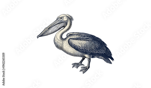 Detailed vintage pelican drawing with feathery wings and large beak