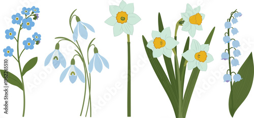 Set of Spring Flowers including Forget-Me-Not, Snowdrop, Daffodil, and Lily of the Valley for Floral, Nature, and Garden Design