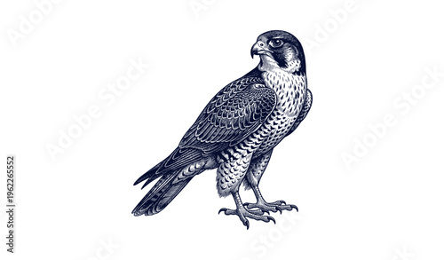 Detailed black and white falcon illustration with intricate feather patterns