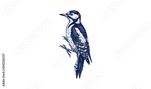 Detailed illustration of a woodpecker with red crest on white background