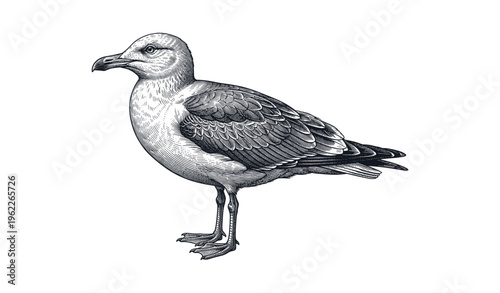 Detailed black and white engraving of a seagull standing on a white background