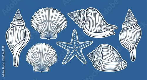Collection of Seashells and Starfish Vector Illustration, Nautical Marine Life Graphic, Beach Ocean Summer Holiday Design Element