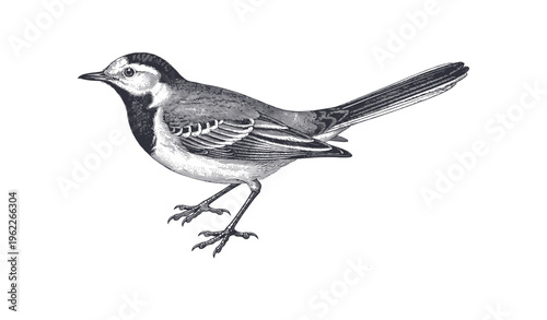 Detailed vintage illustration of a pied wagtail bird in profile