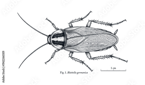 Detailed illustration of german cockroach with scale indicator