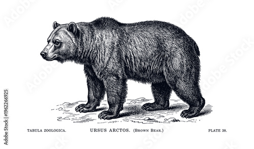 Detailed vintage illustration of a brown bear in classic zoological style