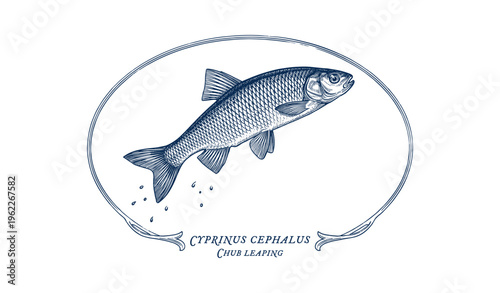 Vintage illustration of leaping chub fish in oval frame with latin name
