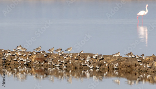 Salinas del Odiel, salt flats and salt extraction works near the port of Huelva, a bird watchers paradise.	
