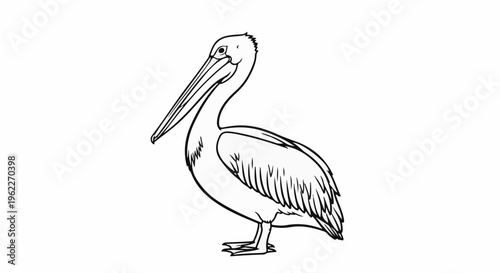 Black and white drawing of a pelican bird standing on a white background