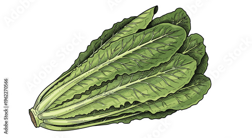 Detailed vintage engraving style illustration of a fresh bunch of romaine lettuce for healthy food labels and grocery design.