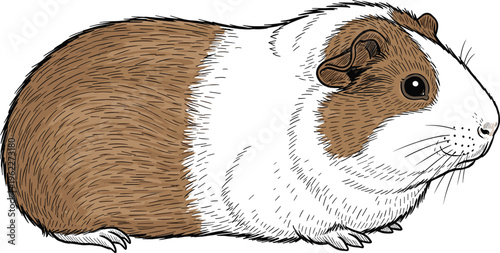 Detailed guinea pig vector illustration with brown and white fur, cute domestic rodent pet drawing, small animal line art, cavy livestock graphic, husbandry mascot on white background.