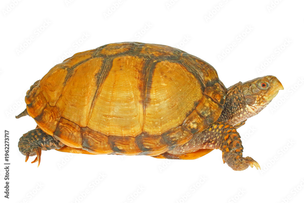 Obraz premium Mexican box turtle, Terrapene mexicana, white background.