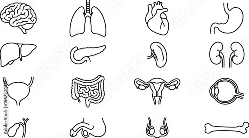 A collection of detailed human organ illustrations on a white background
