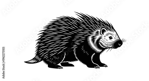 High Contrast Black and White Vector Illustration of a Porcupine in Full Body Pose