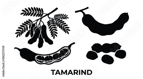 Black and white illustration of tamarind fruit branches and seeds silhouette