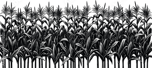 Corn field silhouettes with detailed maize plants, black agricultural crop illustration isolated for farming design, rural themes, harvest concepts, and natural landscape projects