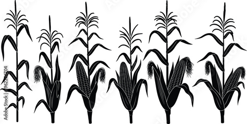 Corn plant silhouettes set with maize stalks and cobs, detailed black agricultural elements isolated for farming design, rural themes, harvest concepts, and illustration projects