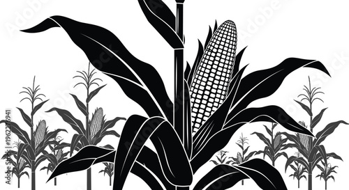 Corn plant with cob silhouette in agricultural field, detailed black maize illustration isolated for farming design, rural themes, harvest concepts, and food production projects