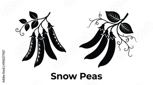 Detailed illustration of snow pea pods and leaves in black silhouette